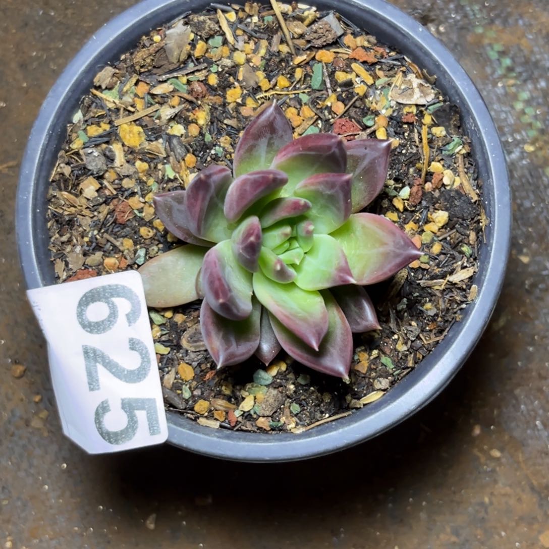 多肉植物美人sp625