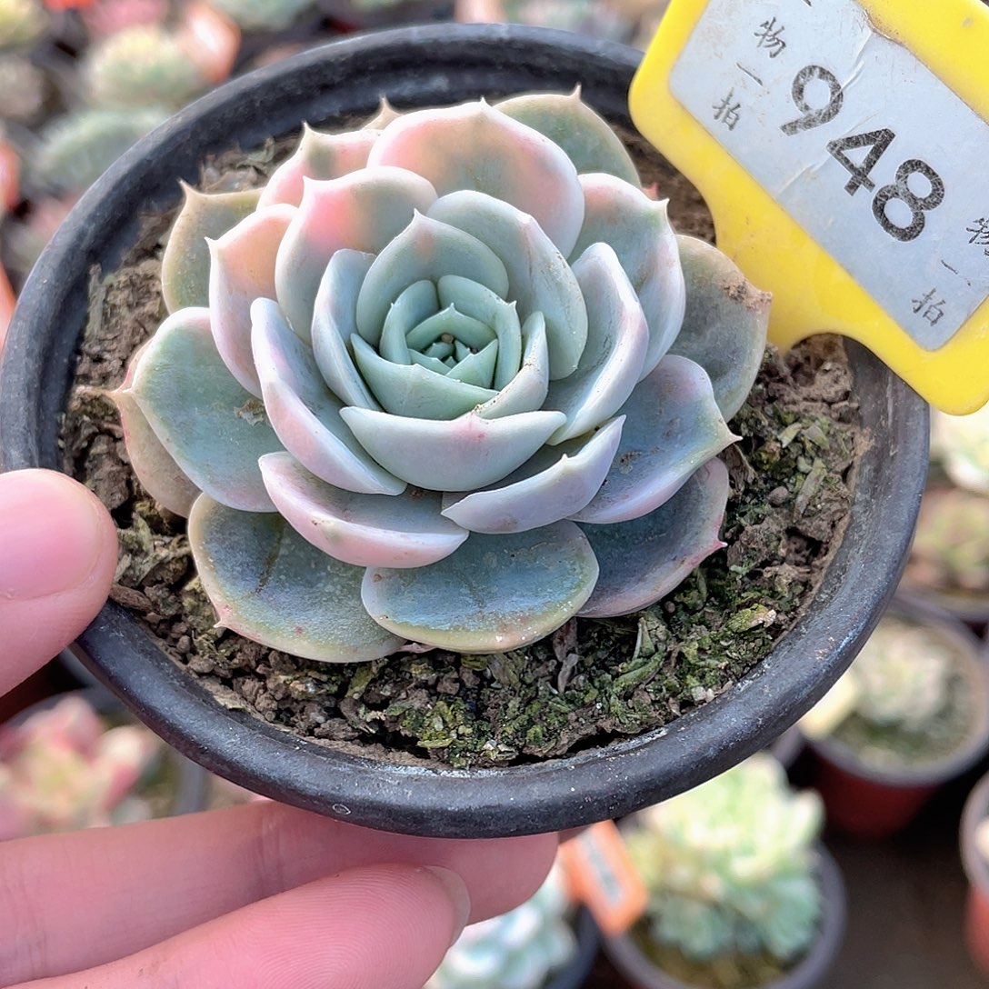 蓝色惊喜锦948号多肉