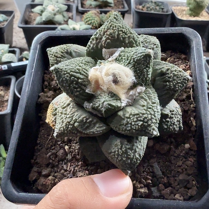 杰***哥一个牡丹特别的拉