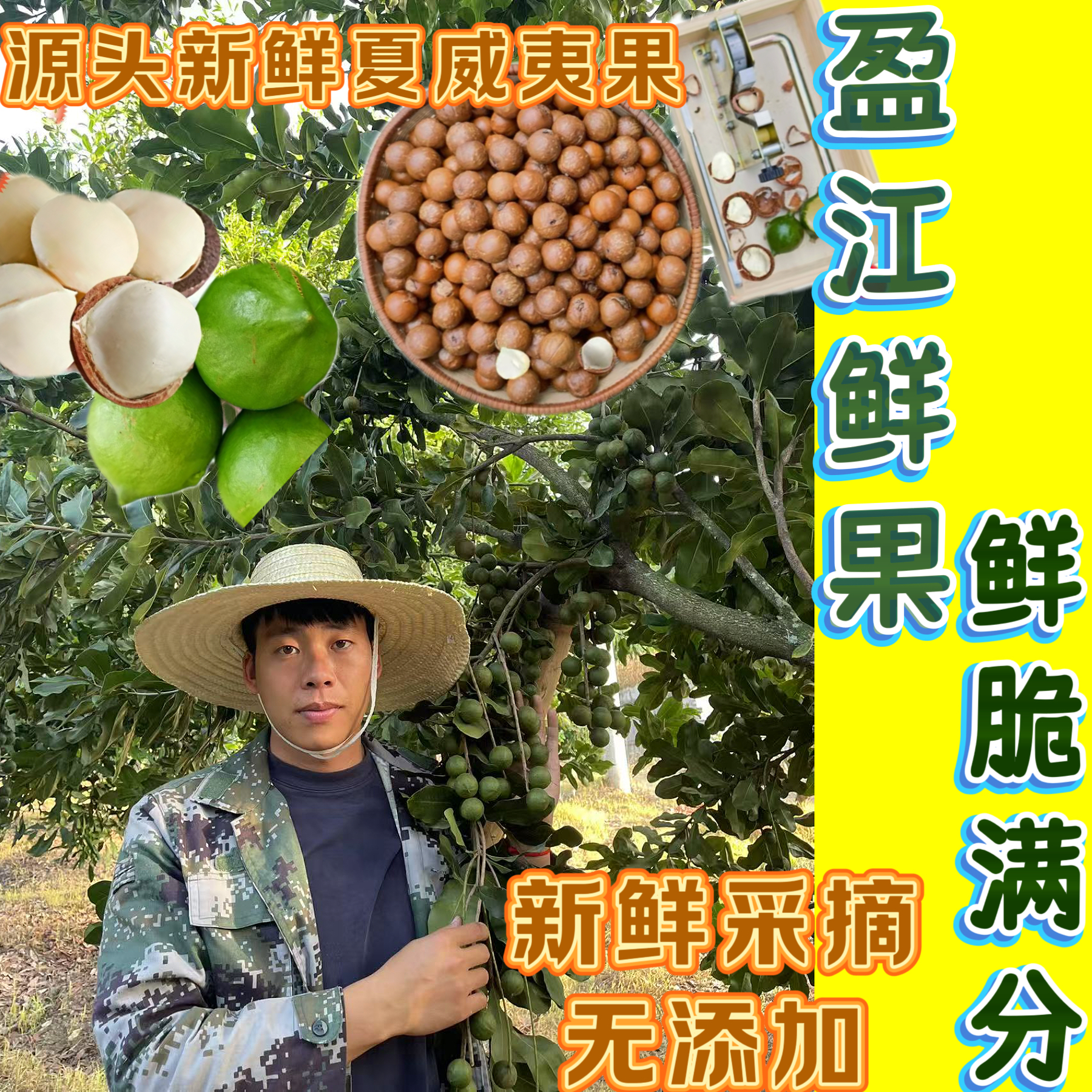 云南德宏新鲜绿皮夏威夷果澳洲坚果（5斤/7斤）