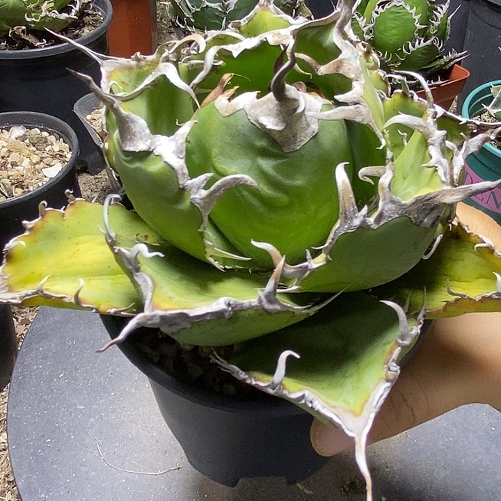 ****Q正白鲸。      一个