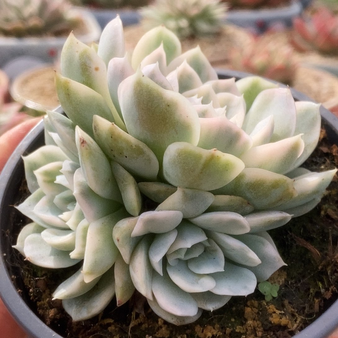 104雪球锦锦锦锦锦锦锦锦