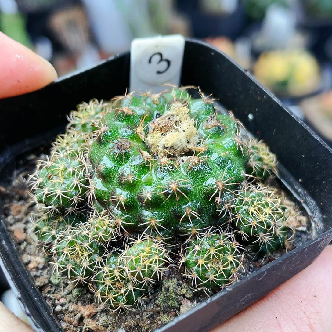 非偏远地区满25包邮仙人球