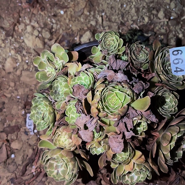 664孔雀翎多肉植物