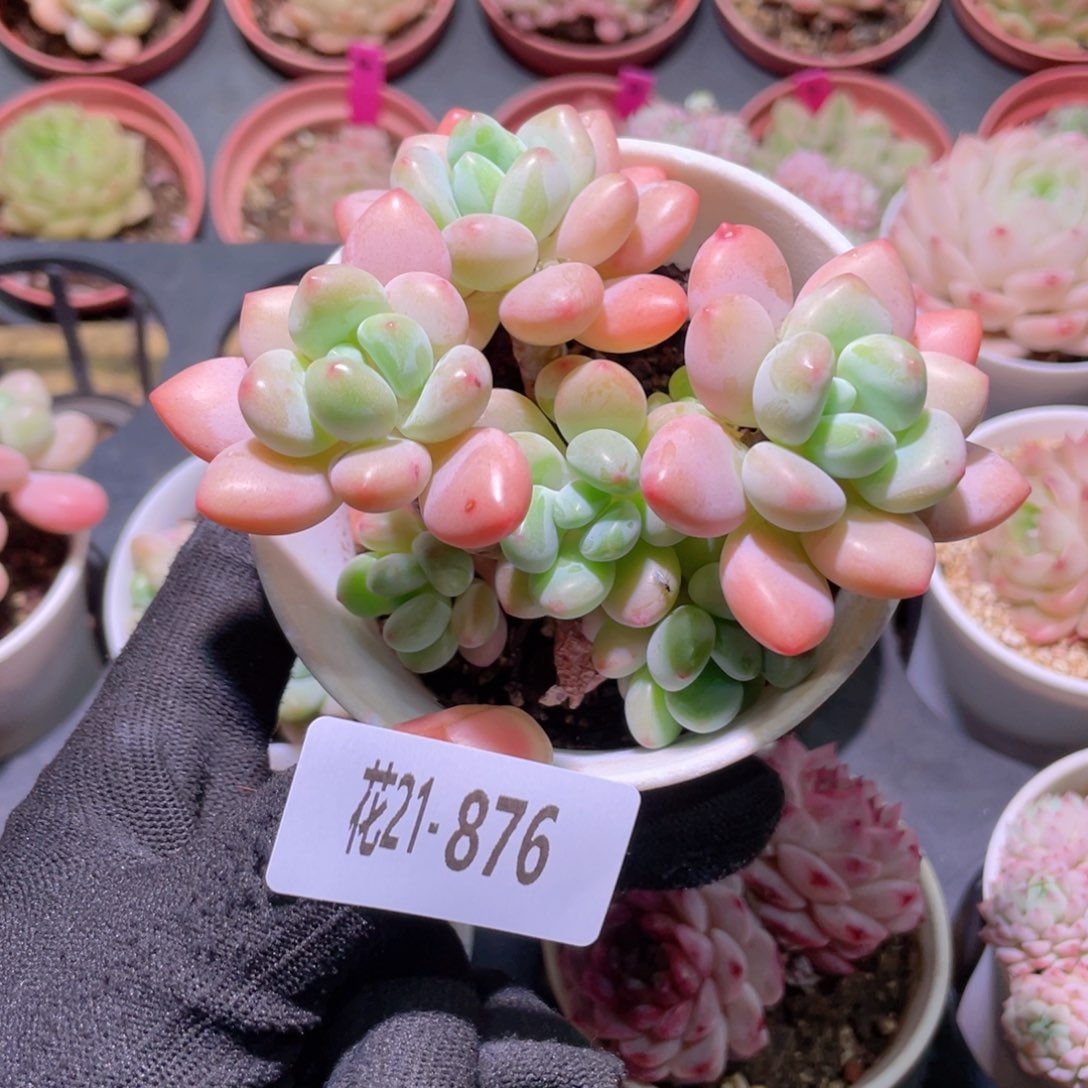 花利美21-876洛神