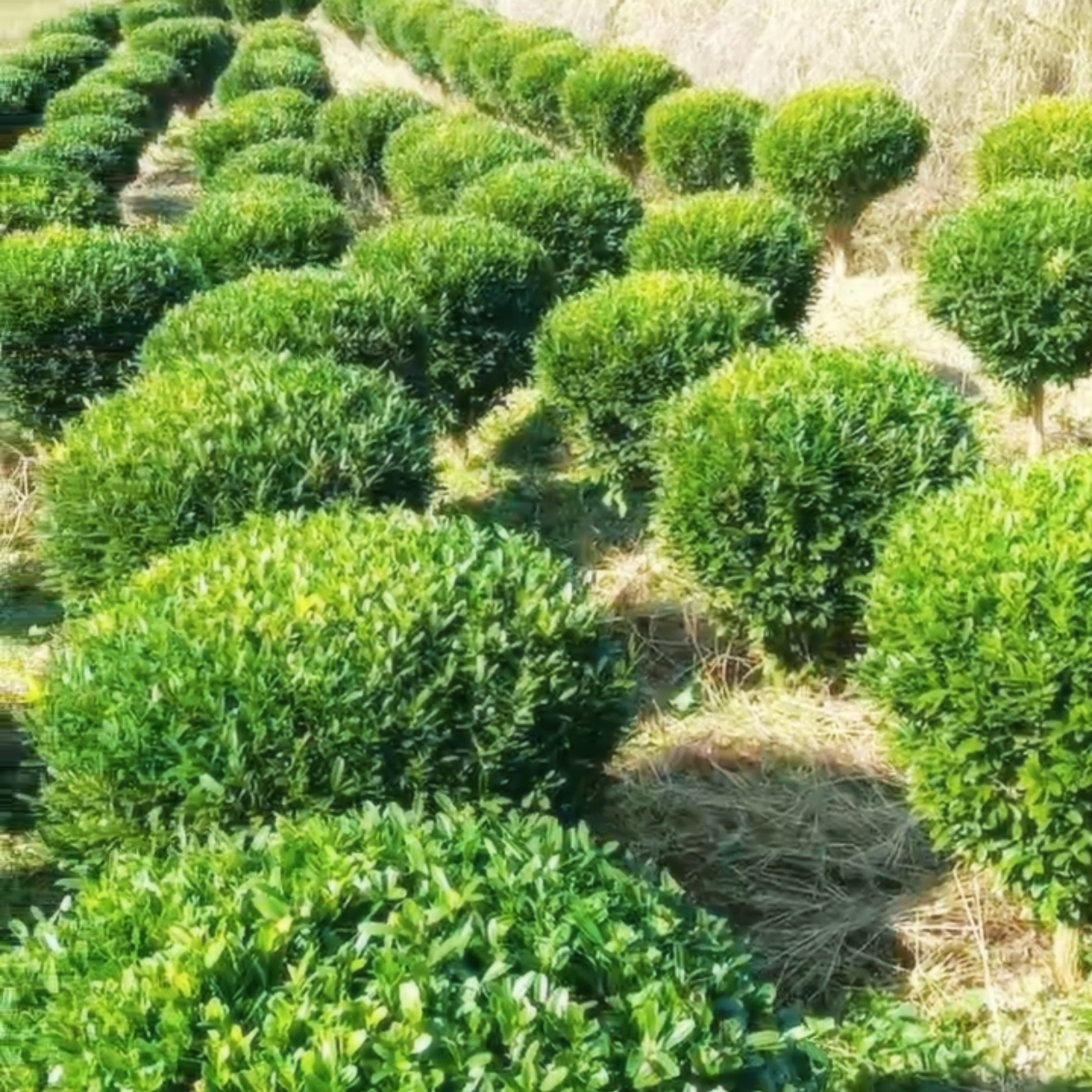 雀舌黄杨苗独杆小叶雀舌黄杨室内外净化空气四季常青易养盆