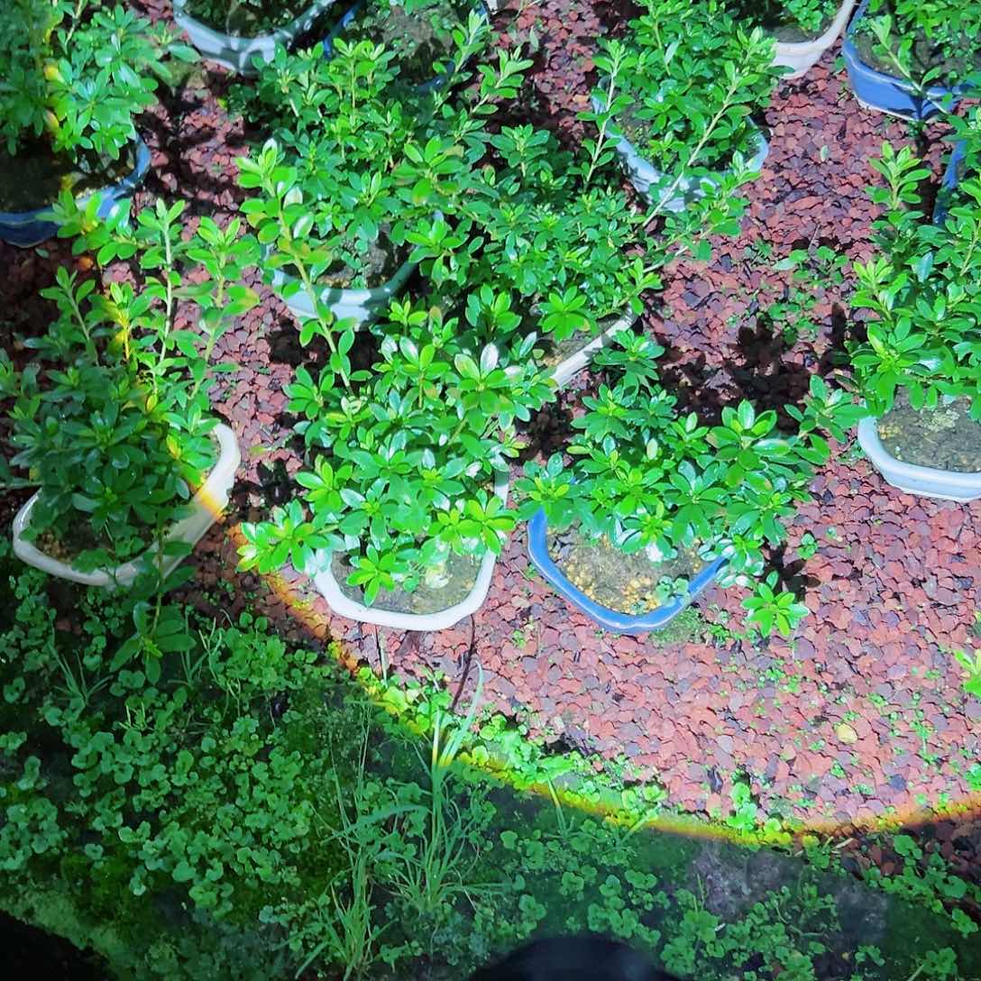 无花朵盆景皋月杜鹃明美之月
