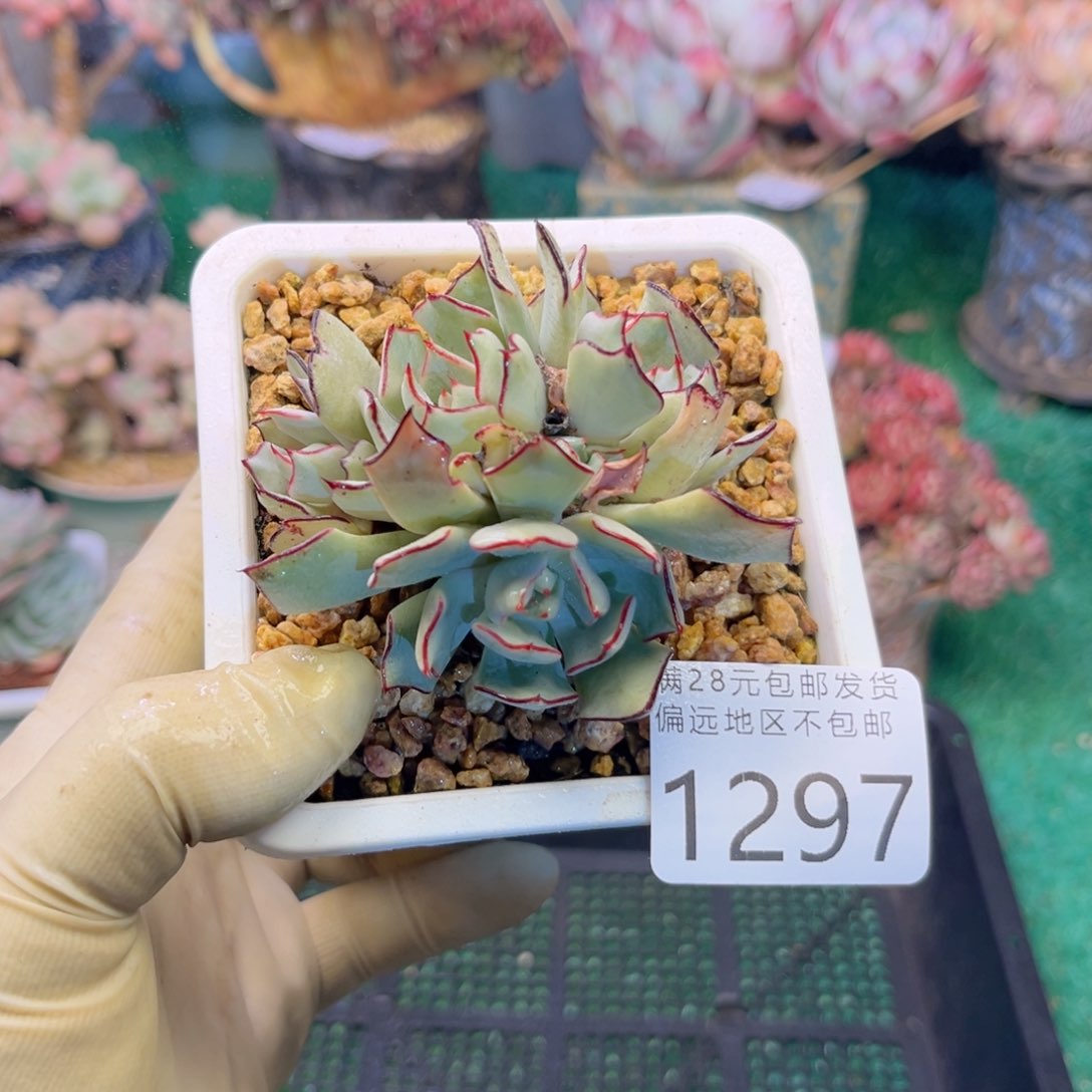 大1297；b s g xv b b b h