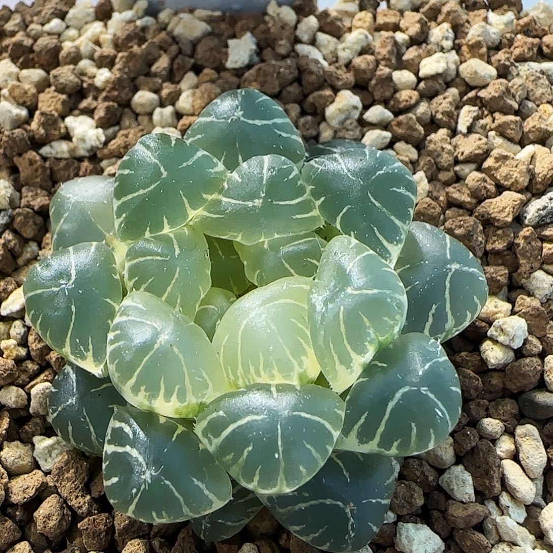 347号糊斑湖水一物一拍带盆土