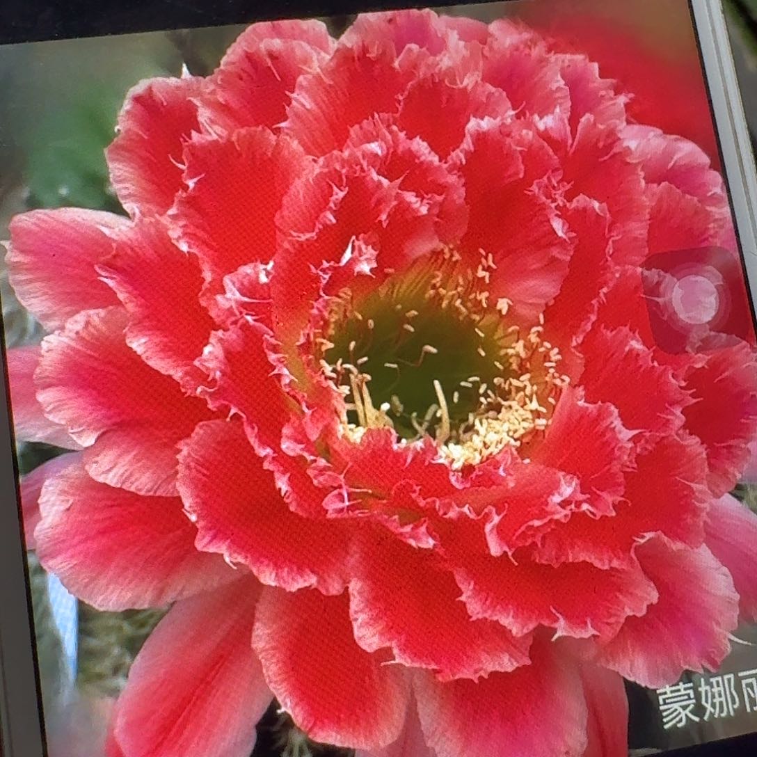 蒙娜丽莎侧芽5公分毛花柱仙人球