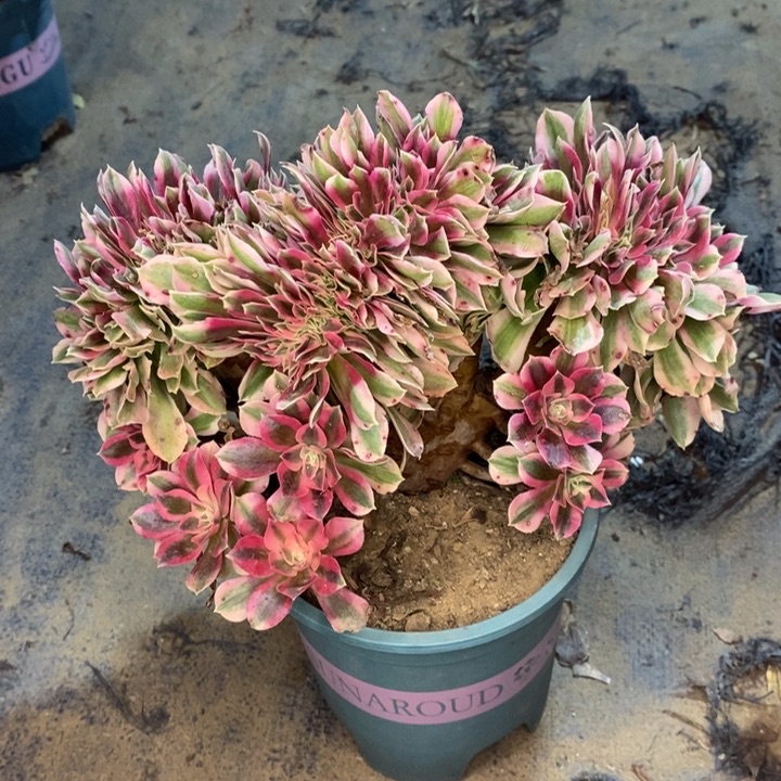 粉女巫缀多肉植物22。