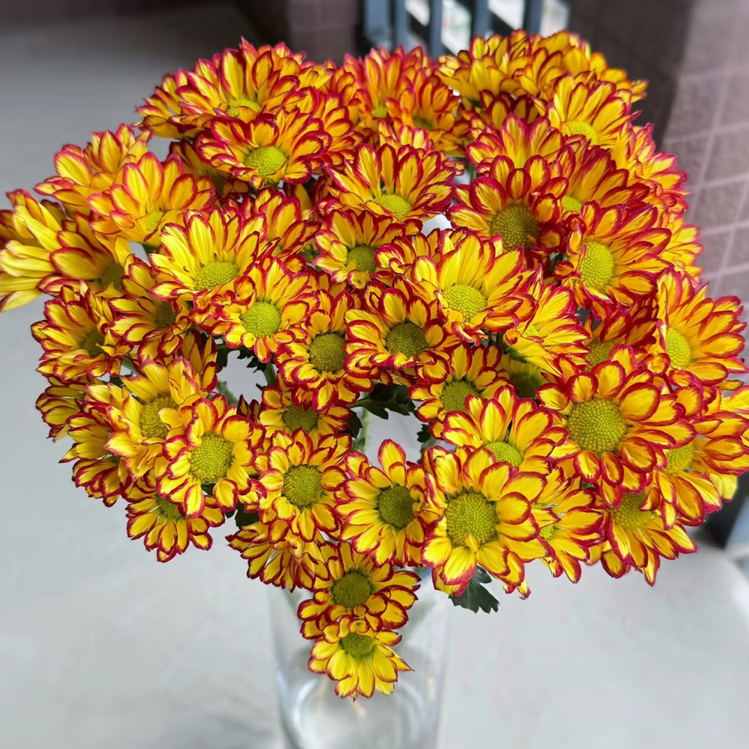 罗马假日小雏菊 10只 拒收不售后 多头类会有轻微掉花，介意勿拍