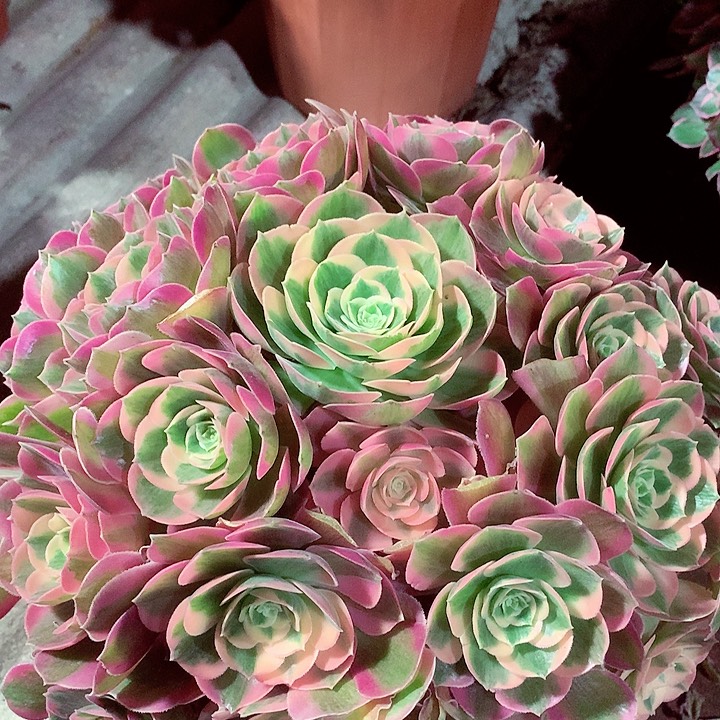 粉女郎，多肉植物