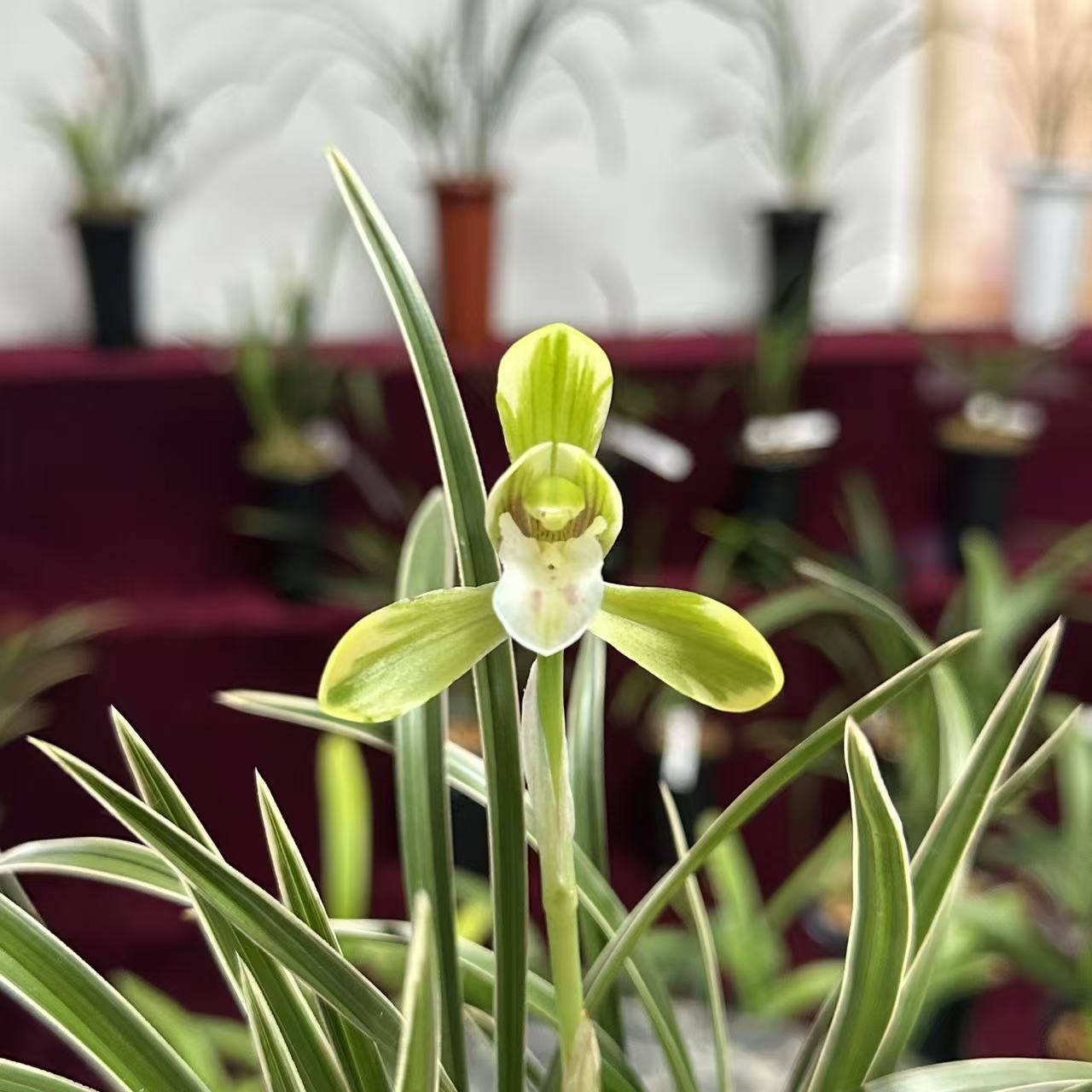 春兰【雪山天草】浓香型  花期12-来年3月
