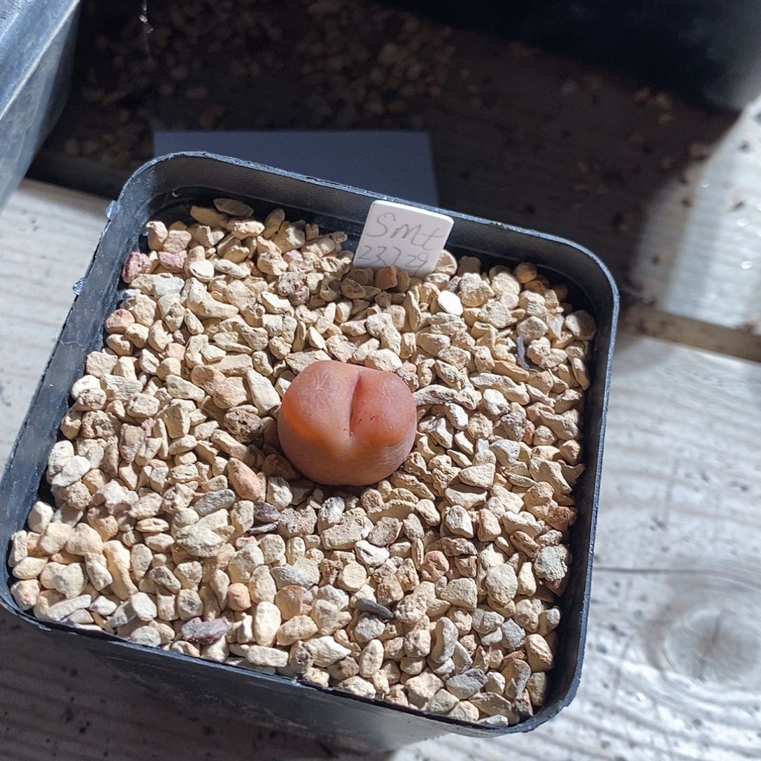 至***少25404。   一颗。  