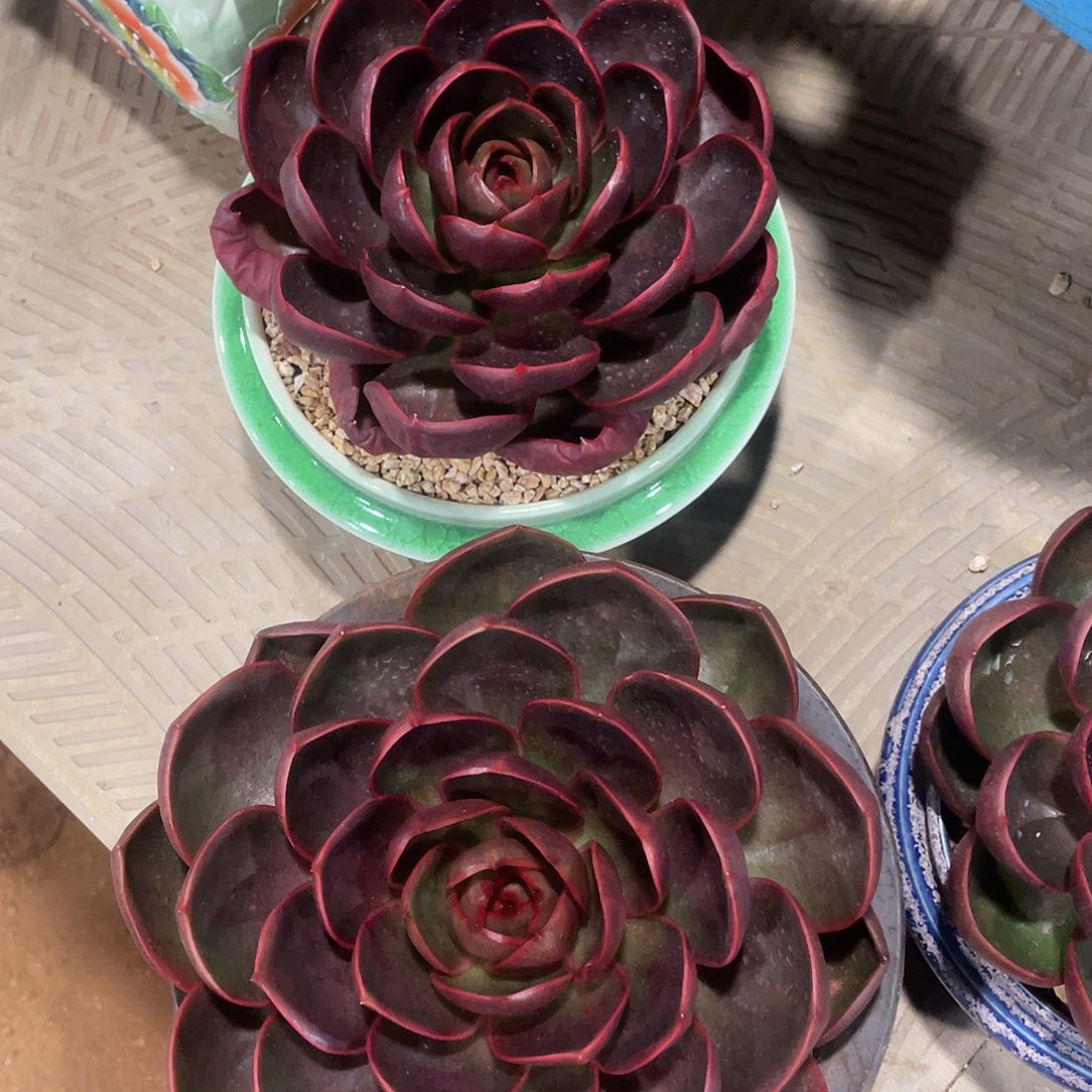 艳哥的肉肉真好看呀