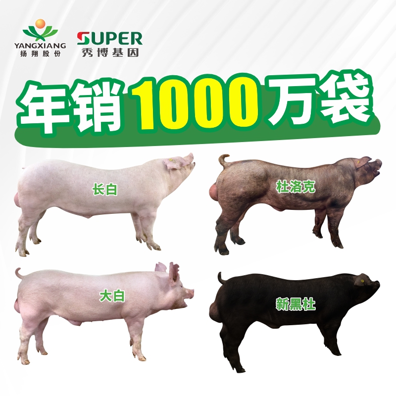 秀博秀博猪精杜洛克纯种公猪大白长白原种二元母猪种公猪猪精液