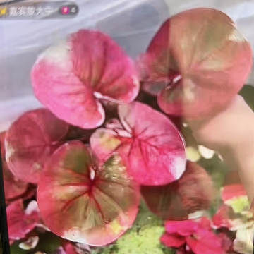 21-0417彩叶芋泰国发货