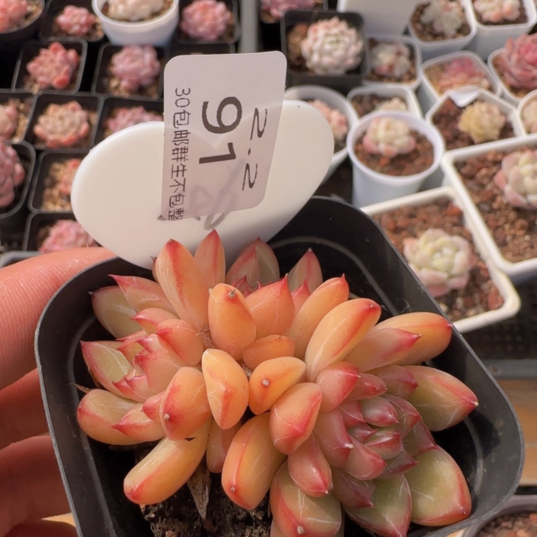 冰心公主三头一颗脱土