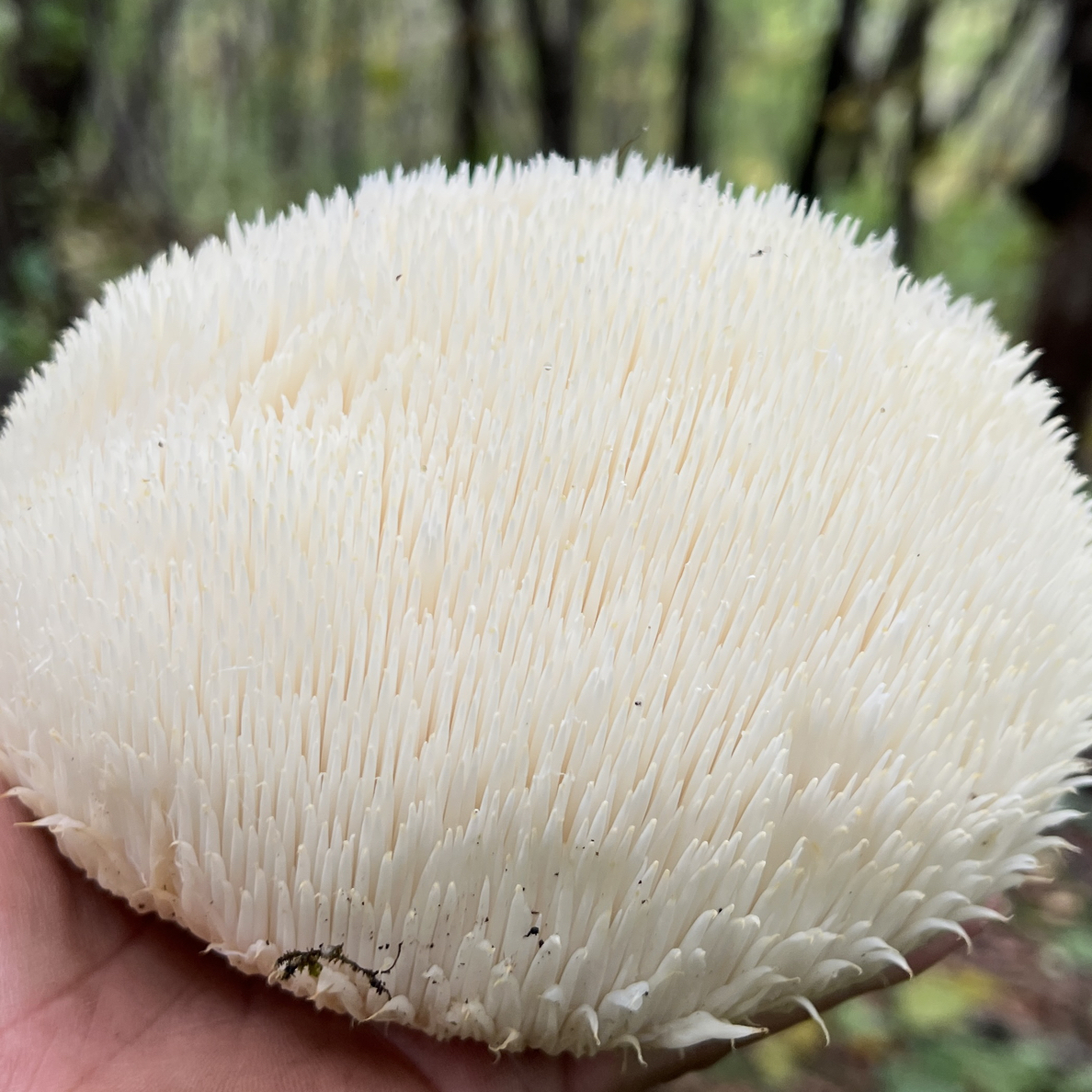 东北野生猴头菇（焯水速冻撒盐）500克1袋包邮