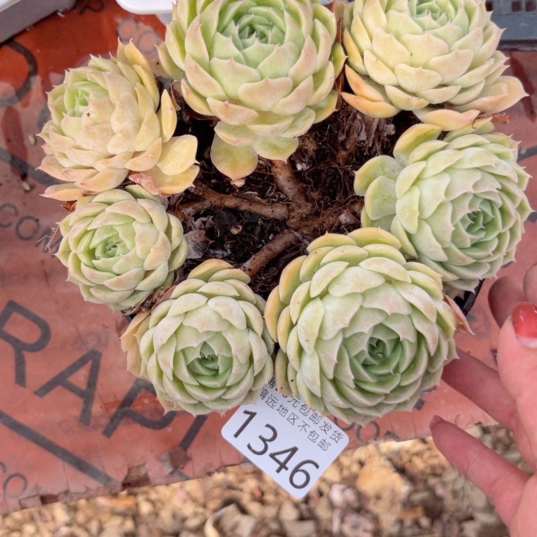 大1346，b v b b n n n m