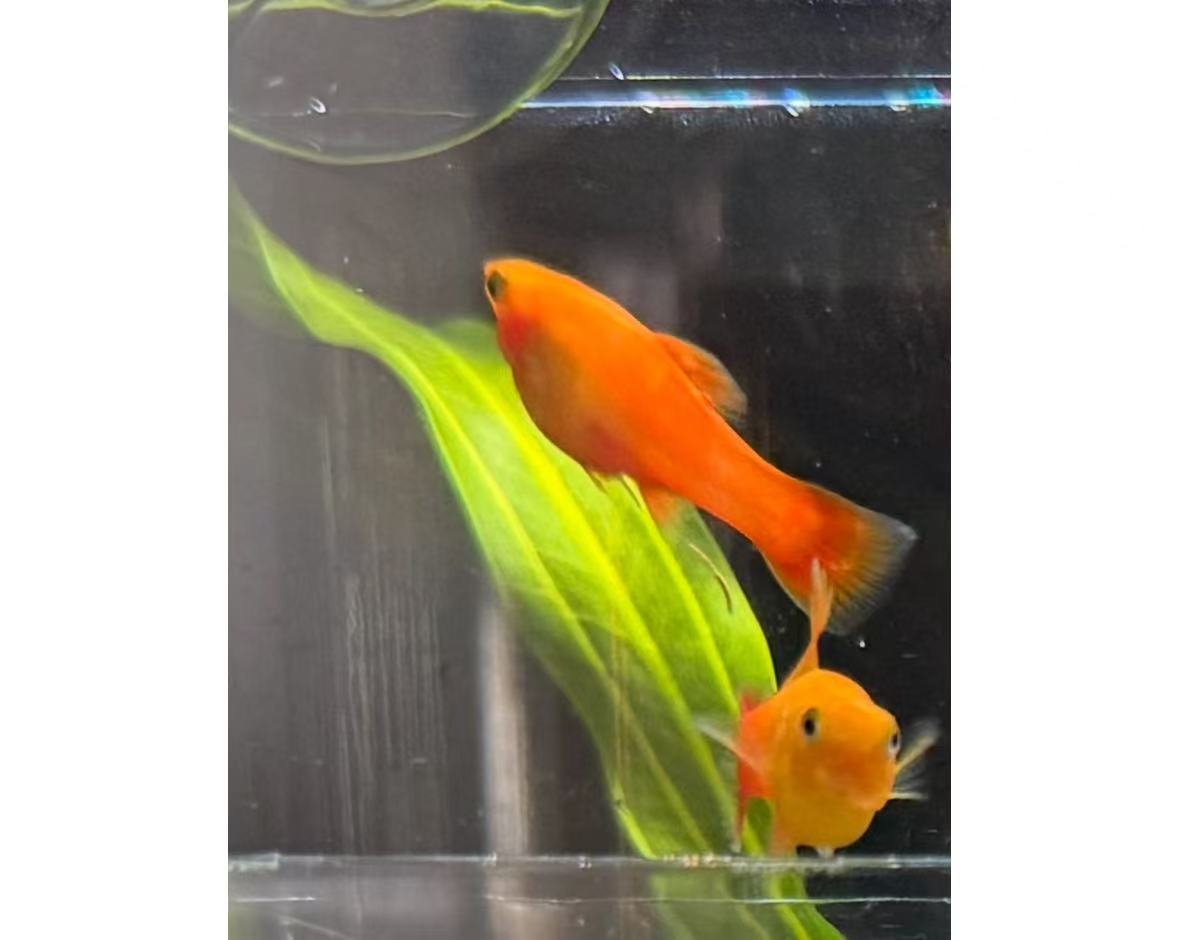 到手10条 金牡丹小型淡水观赏鱼活体鱼胎生好养活适合新手