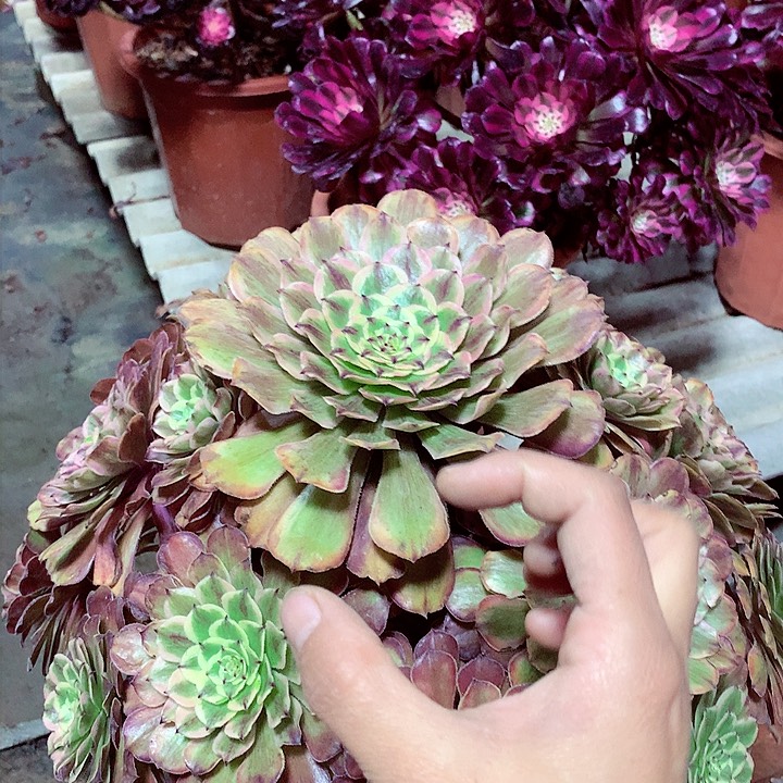 粉黛老桩，多肉植物