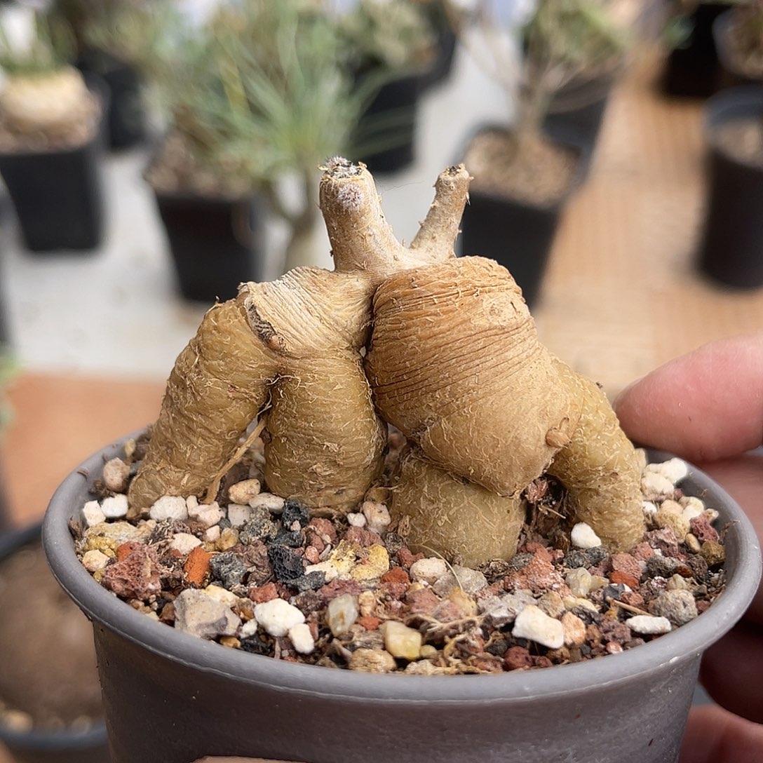 实生黑龙块根一物一拍