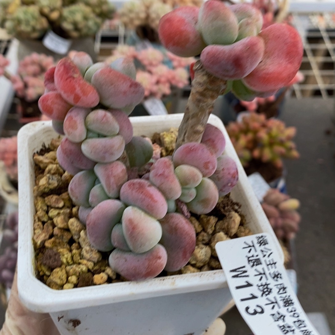 红洛神113/8cm的肉