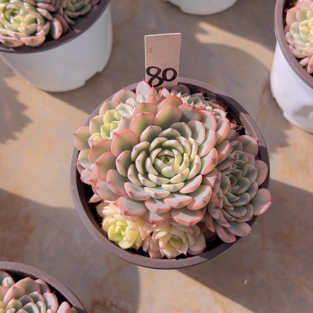 香玉的故事是一个人的故事