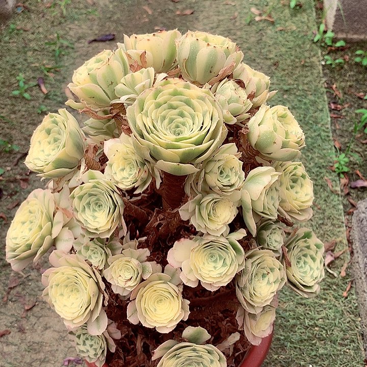 迈巴赫的，多肉植物