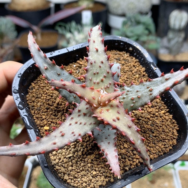 强刺卡萨帝芦荟多肉脱土