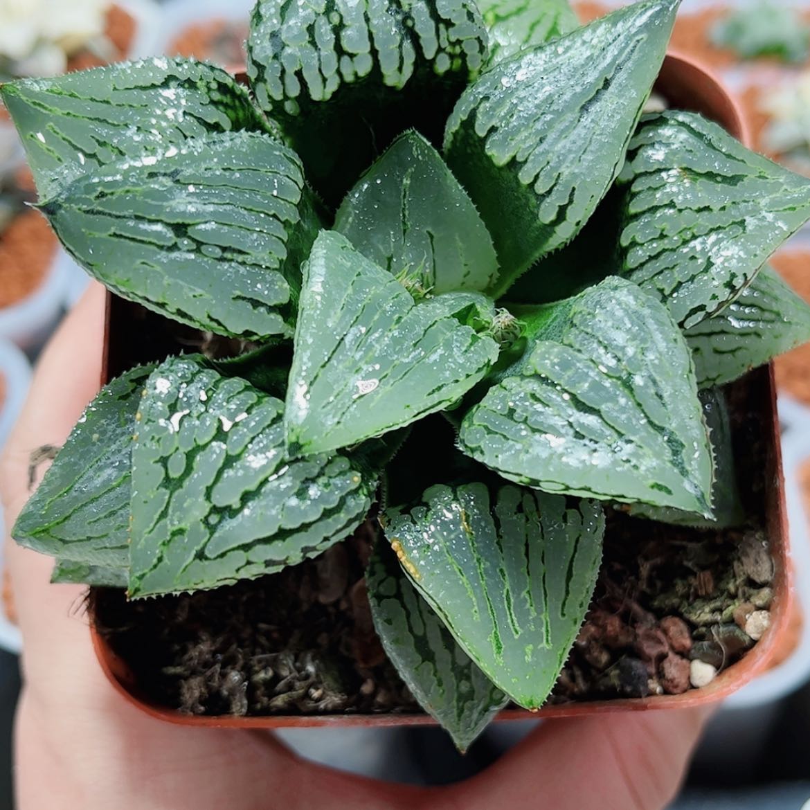 【闪购商品】马丽丽