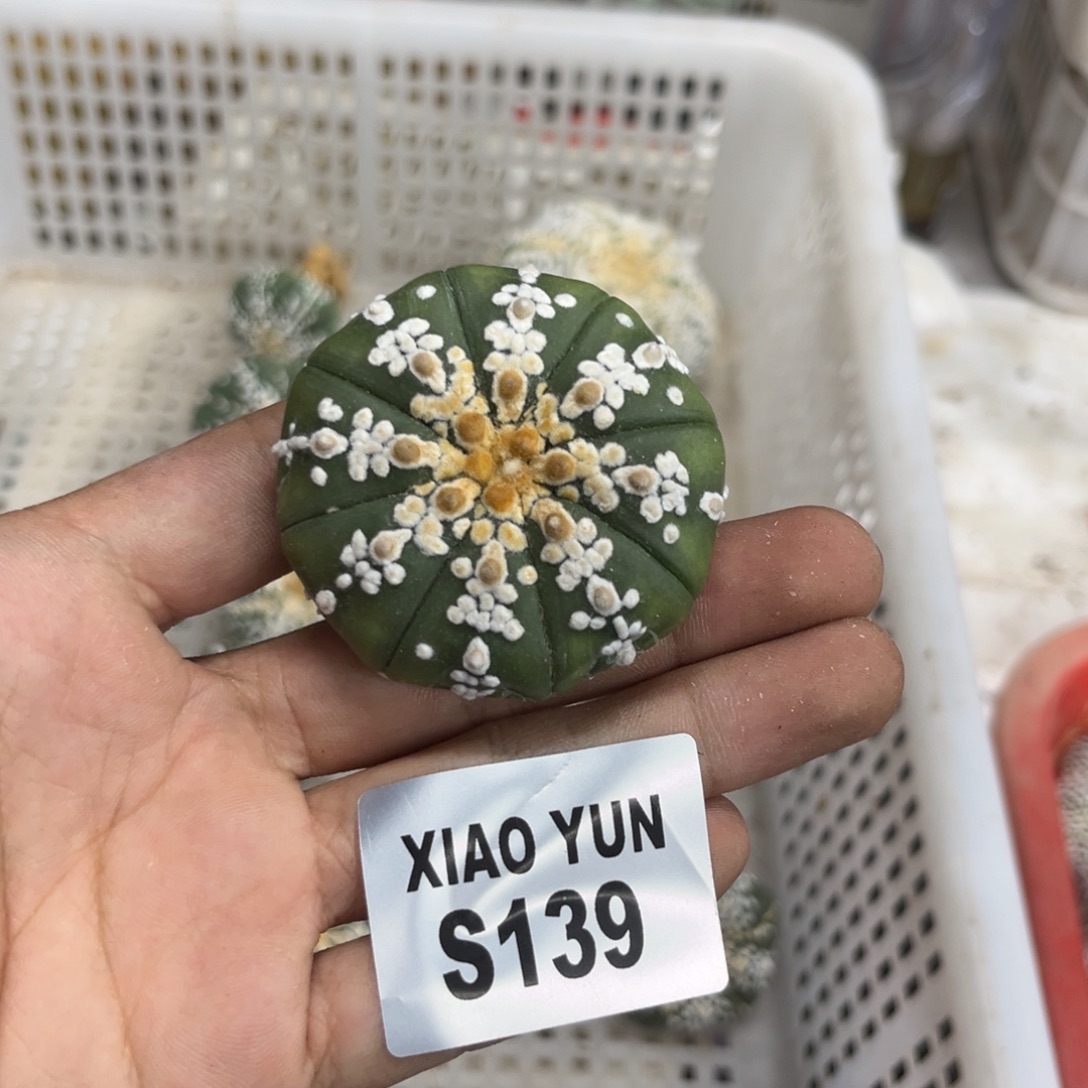 139十一月十八号多肉植物
