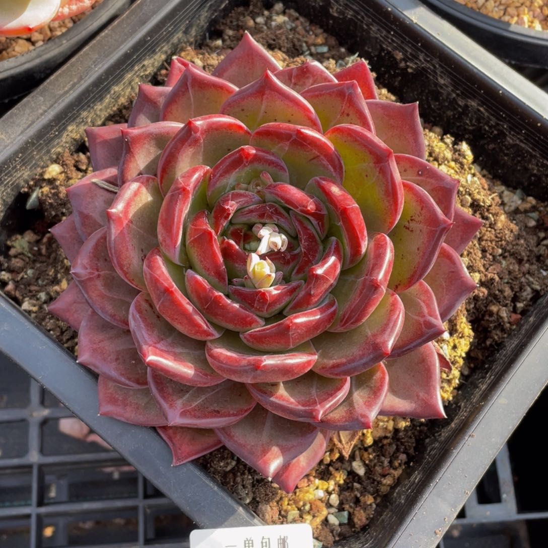 0305-34-夜魔侠。。。。？。