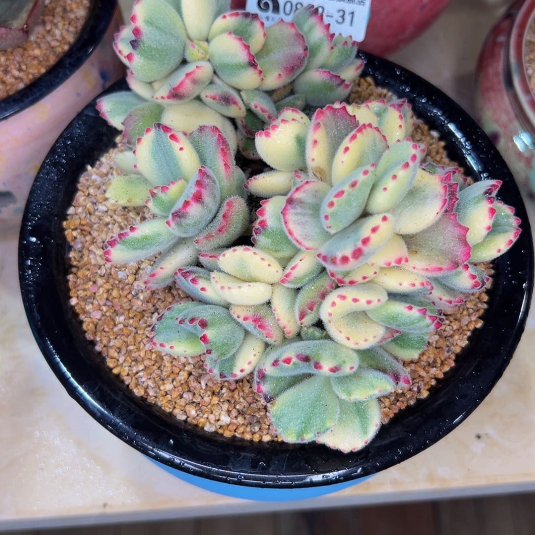 多肉一物一拍0802-31