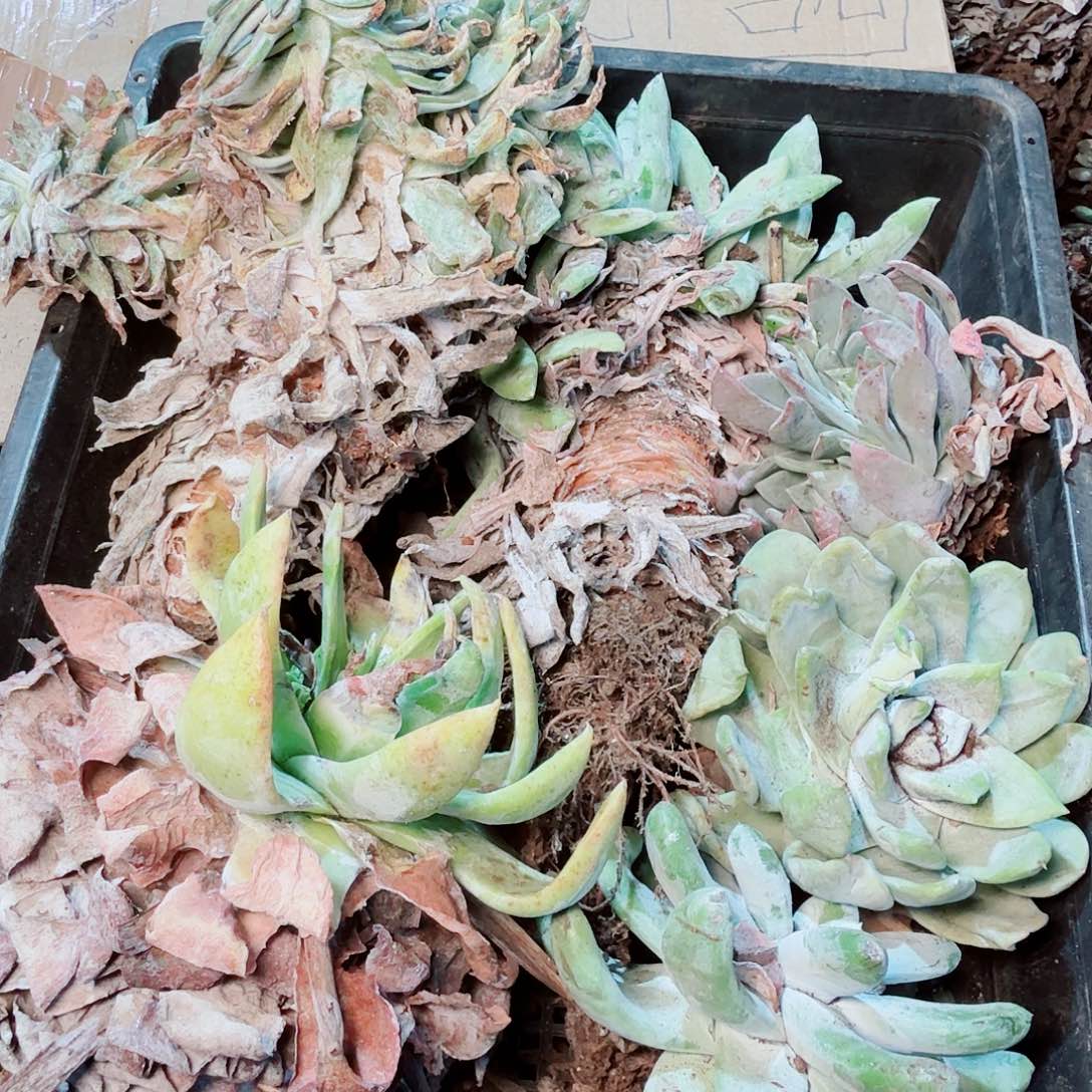 1369瑕疵框拍不售后