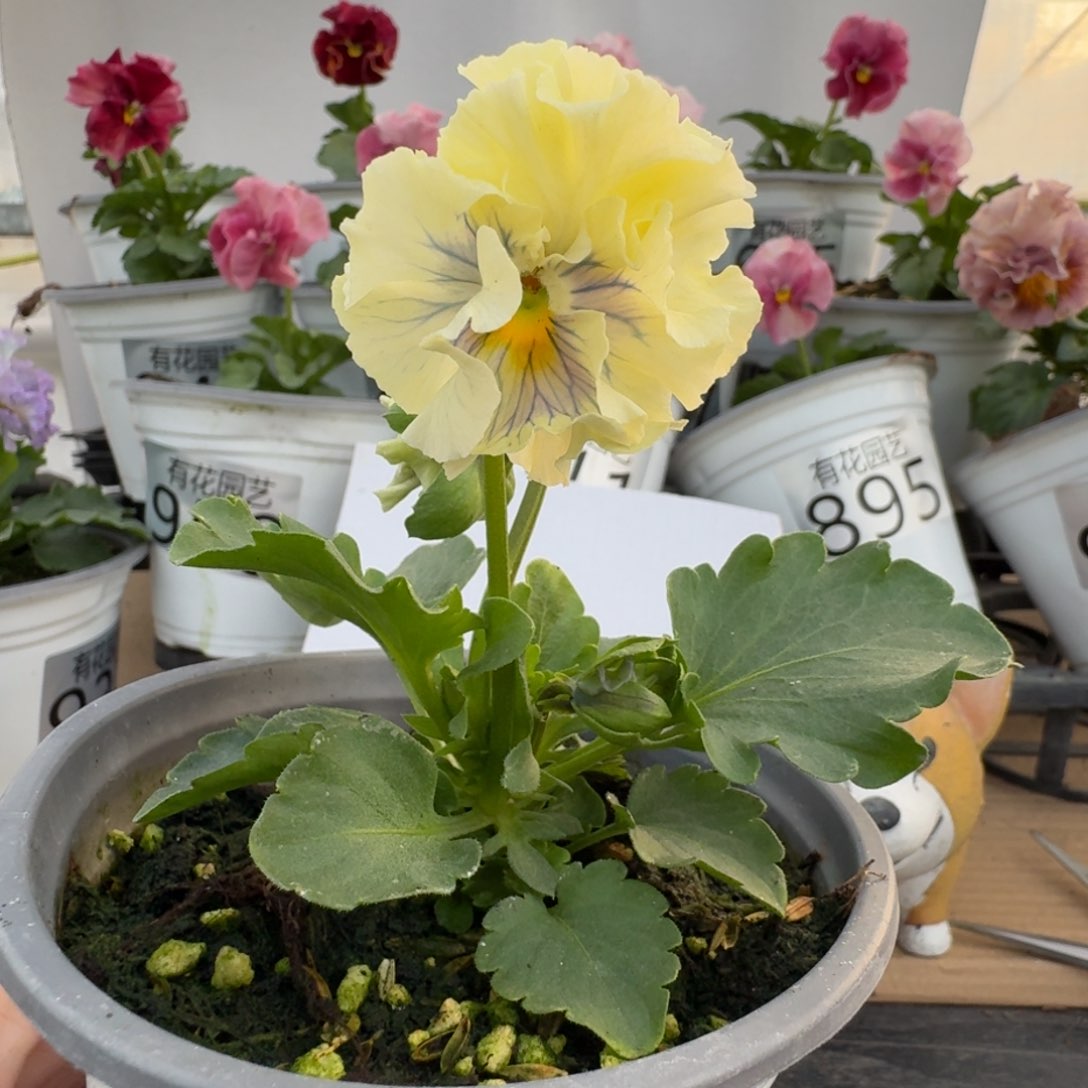 无花朵886号角堇