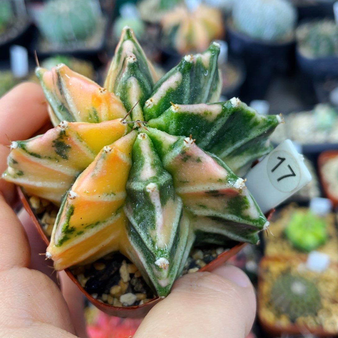 盆5公分满25包邮裸根发货