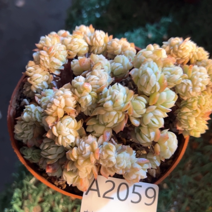 幸运的是我的朋友是