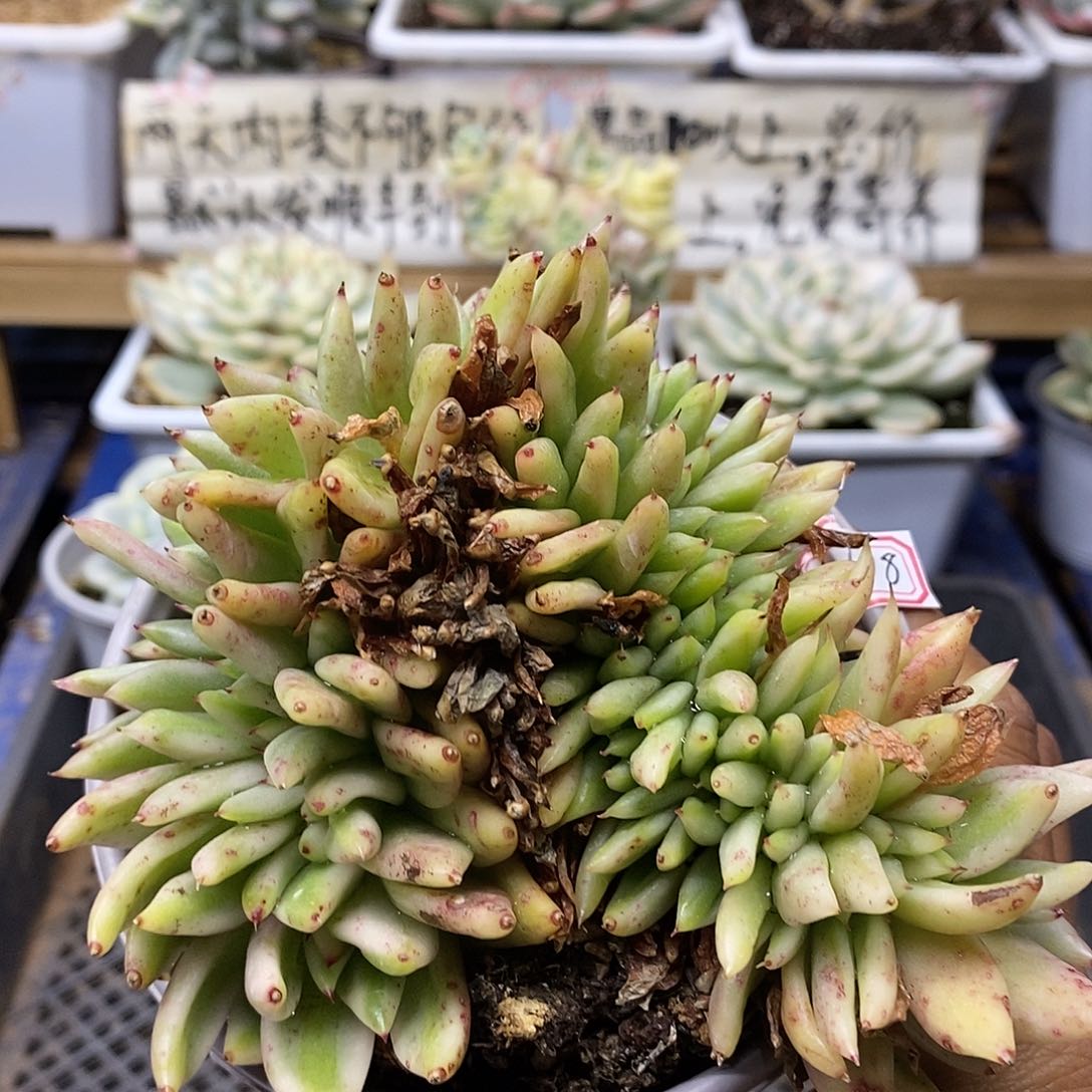 03108 艾克魂锦缀化