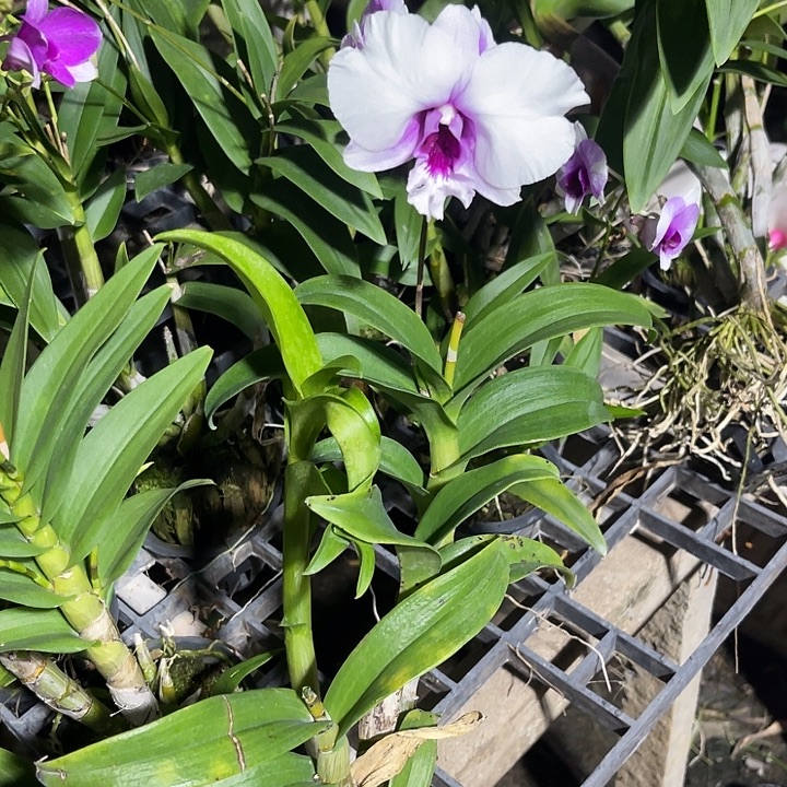 当前无花朵，栽培后可花朵卡娜女士233