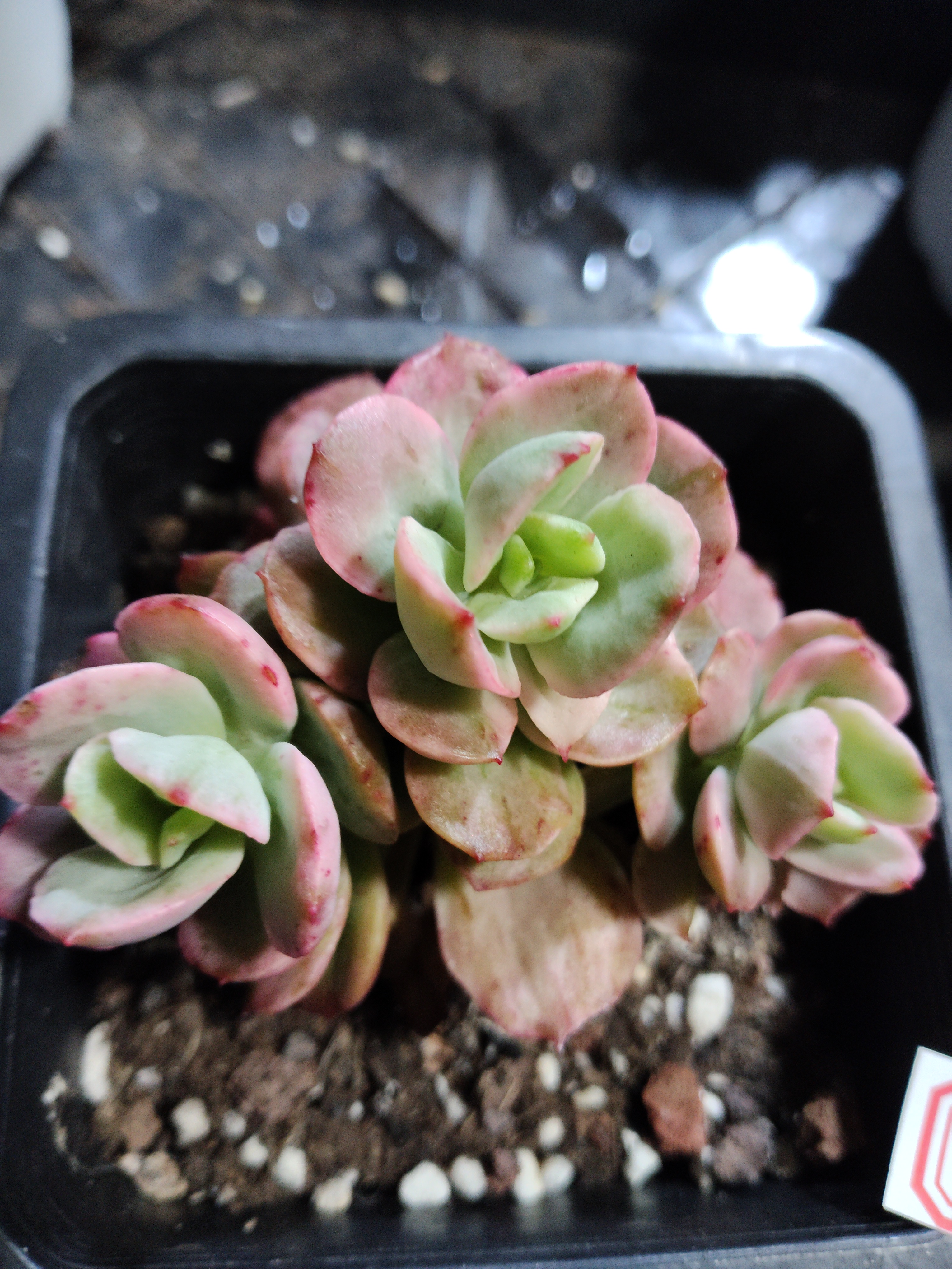 非偏远18包邮  一物一拍  10厘米盆 A416红梅糊斑锦群