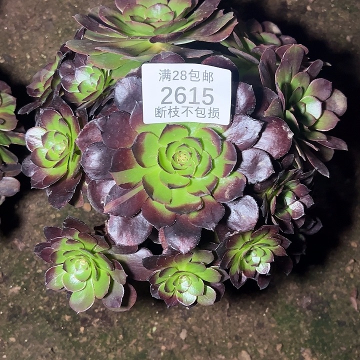 星***辰2615黑美人多肉植物