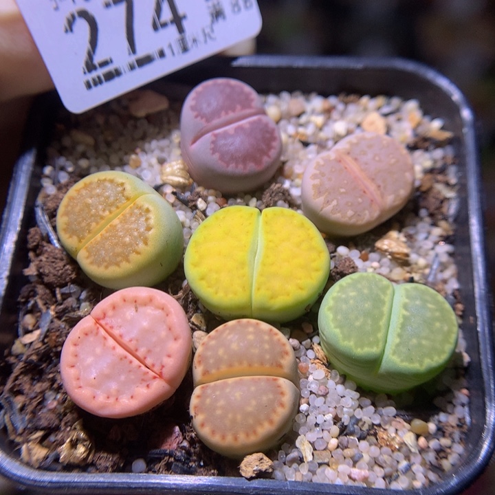 精品生石花226.274