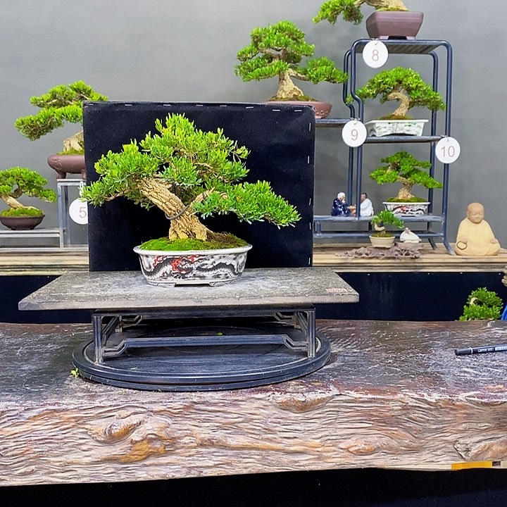 无花朵黄杨盆景四季常青不落叶
