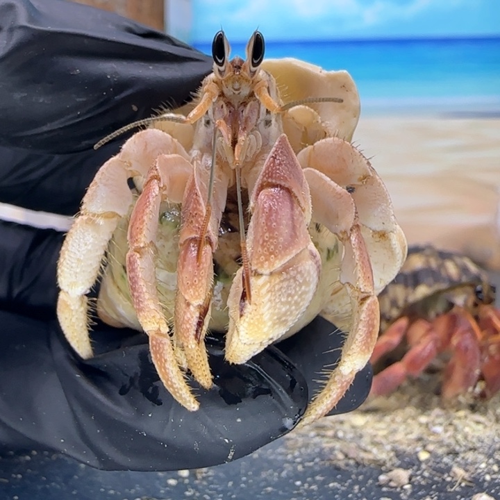 A18-1.8口小粉灰白