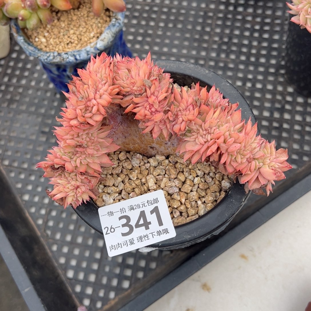 三色堇缀化多肉多肉多肉多肉