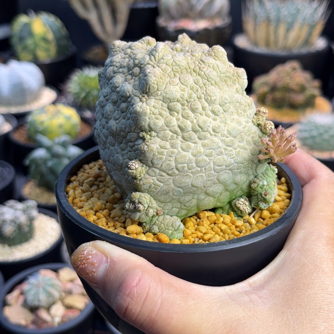 凝蹄玉Zzzzzzzzzzzzzzzzzzz