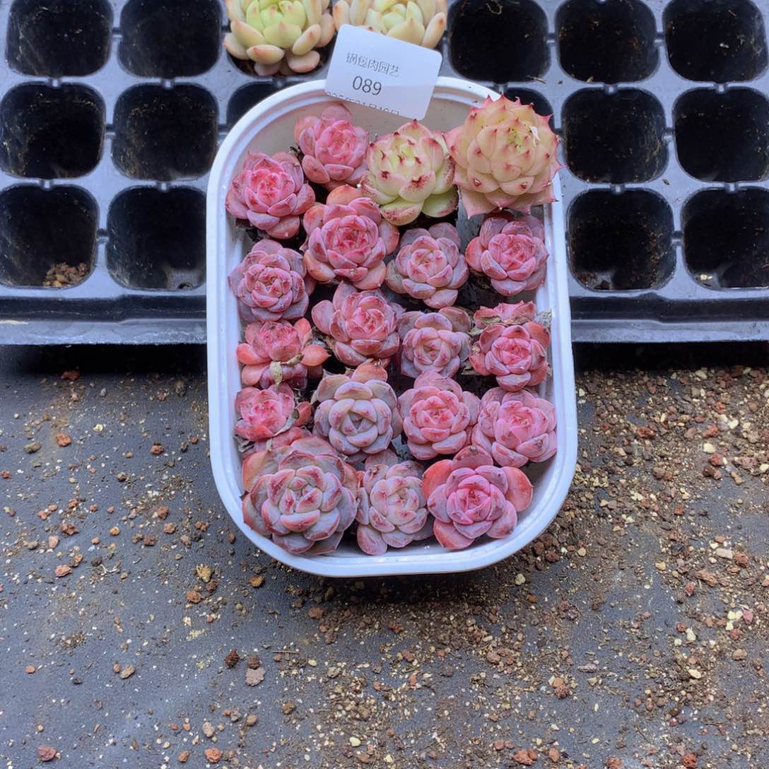 反反复复还是很开心089